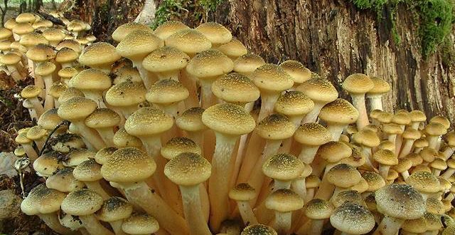 funghi-chiodini-del-montello