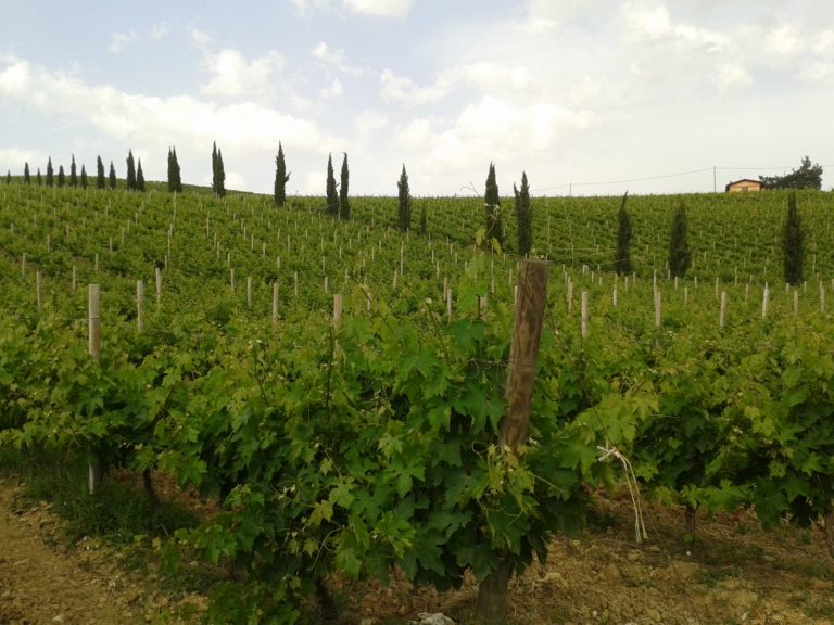 L’Italia del vino. Report 2016