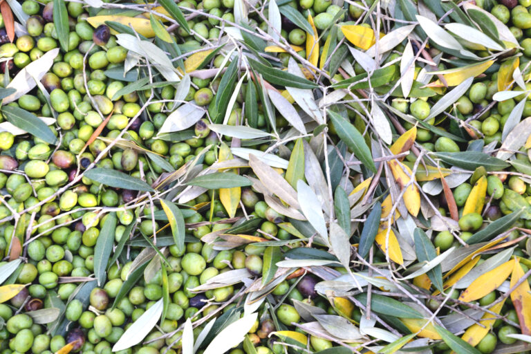 Il Bucolico, olioextravergine di oliva biologico